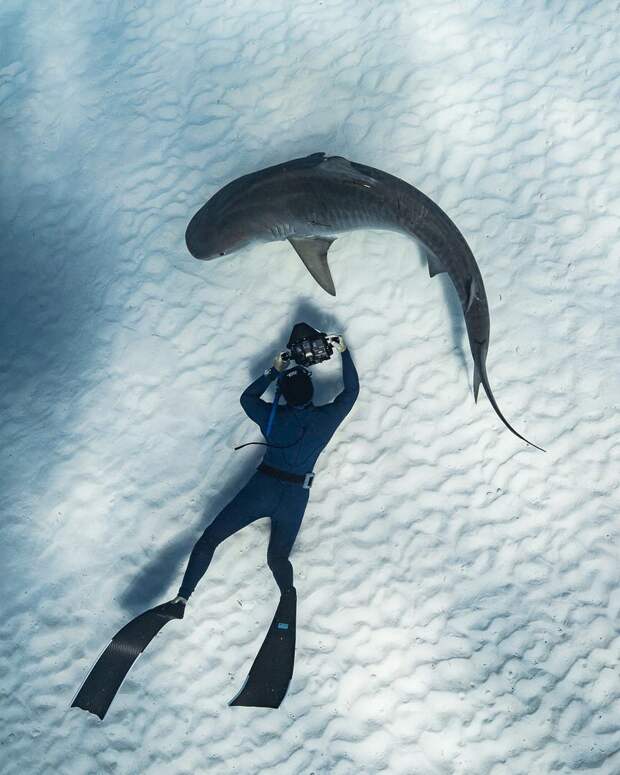 Андре Масгроув (André Musgrove) и его невероятные подводные снимки