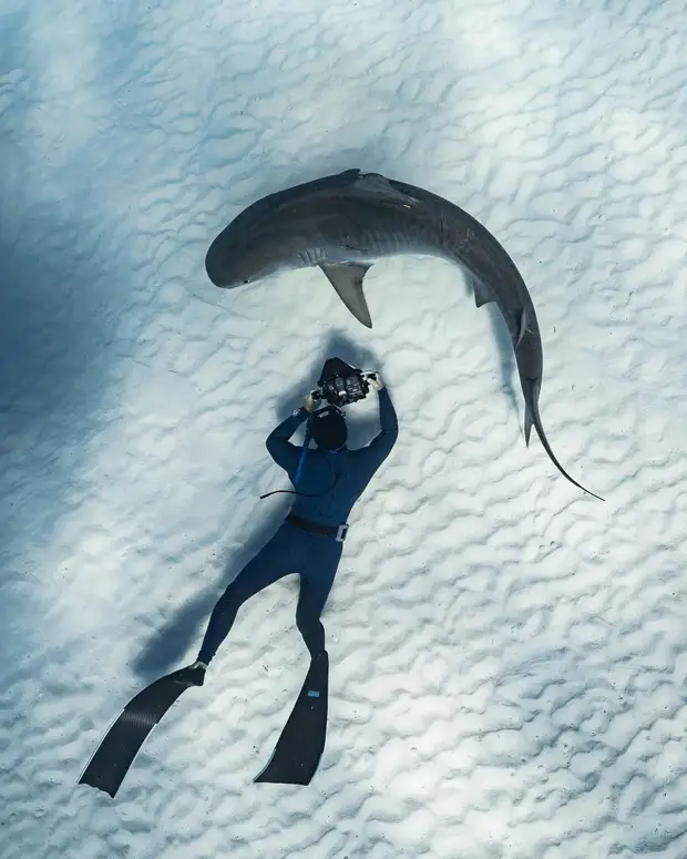 Андре Масгроув (André Musgrove) и его невероятные подводные снимки