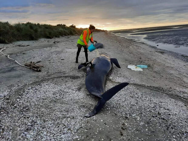 Десятки гринд выбросились на берег и погибли в Новой Зеландии