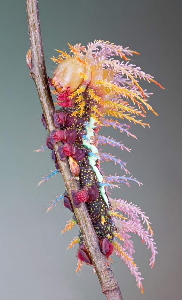 Saturniidae бабочка, гусеница, интересно, красиво