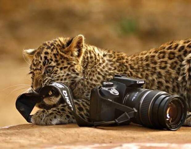 Хороший фотограф всегда в центре внимания животные, прикол, фотограф, юмор