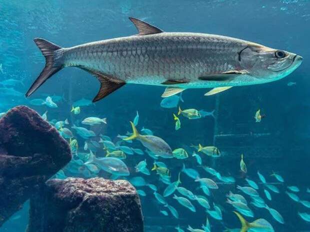 Рыбалка в аквариуме обернулась уголовным делом