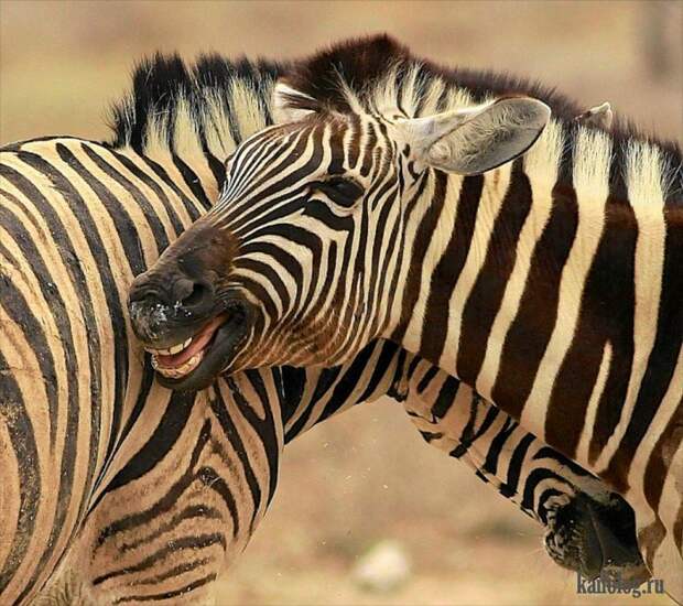 Comedy Wildlife Photography Awards 2015 (40 фото)