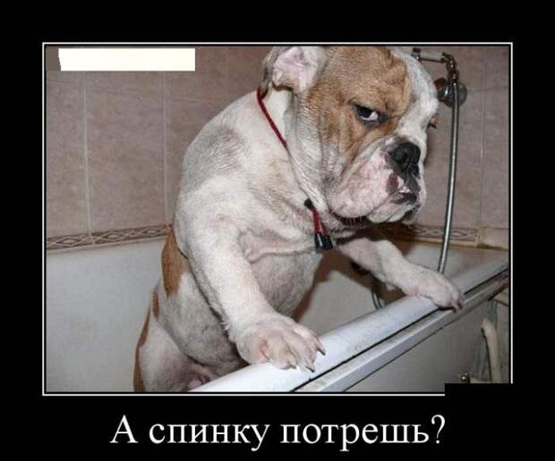 А спинку потрёшь? демотиватор, юмор
