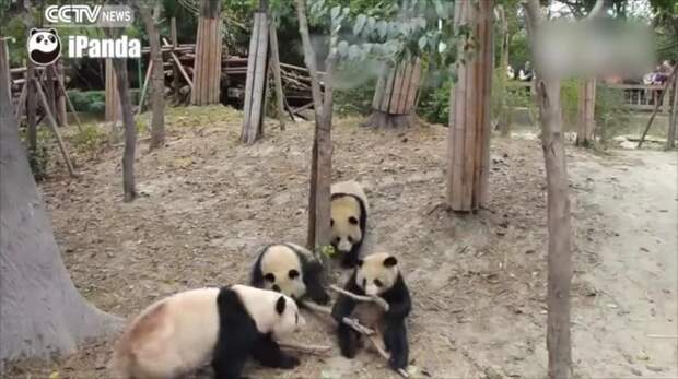 Затем появляется еще одна панда, покрупнее, и требует поделиться с ней бамбуком видео, животные, животный мир, панды, смешное видео, смешное видео про животных, смешные животные видео