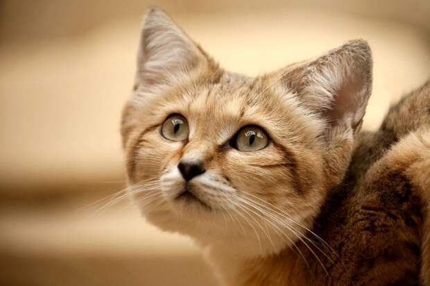 Барханный кот. Фото