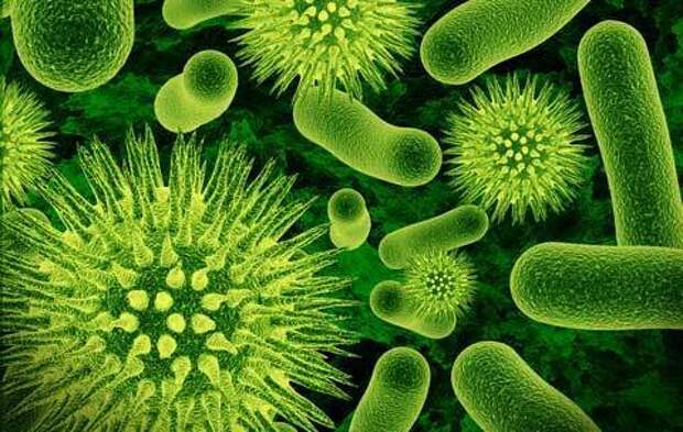 body-bacteria
