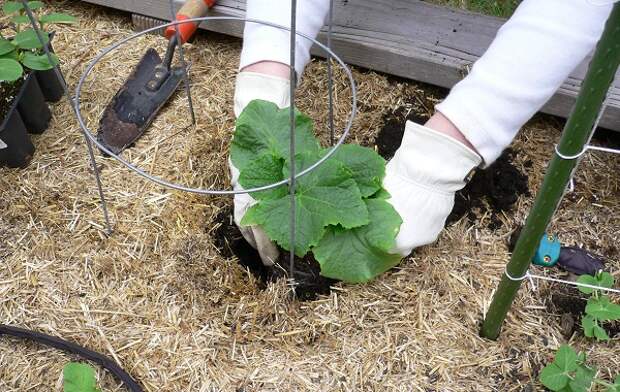 Как выращивать огурцы, чтобы получать хороший урожай каждый год