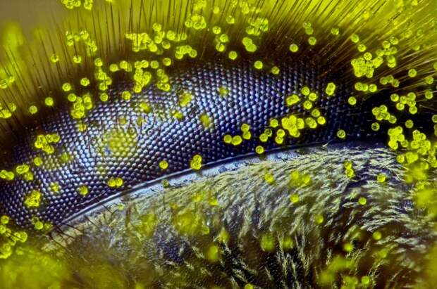 Победители конкурса микрофотографии Nikon Small World 2015