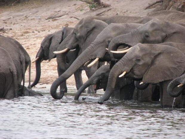 Слоны весь мир заполонили