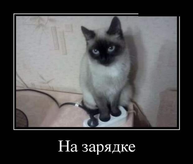 Черноватый юмор в подборочке демотиваторов