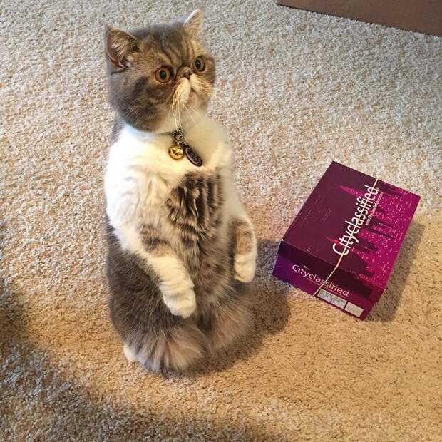 коты, которым нравится стоять