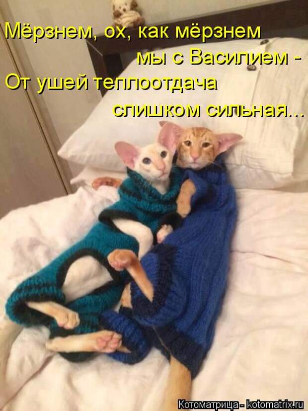 Котоматрица: Мёрзнем, ох, как мёрзнем  мы с Василием - От ушей теплоотдача слишком сильная...