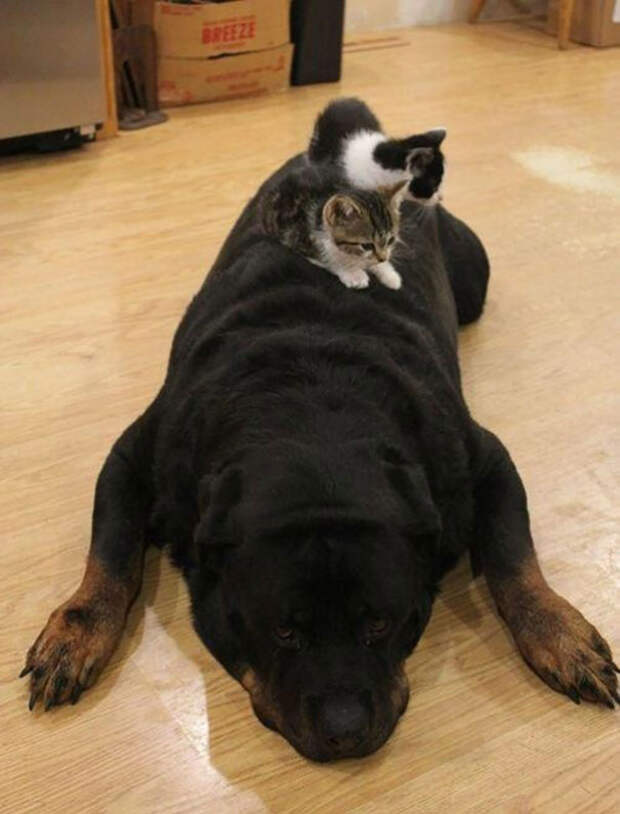 25-Gatos-aprovechandose-de-sus-amigos-peludos-16