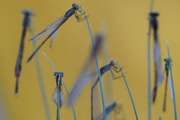 Стрекозы в фотографиях Tiplea Remus
