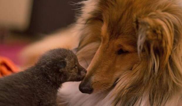 Собака усыновила лисёнка, потерявшего мать