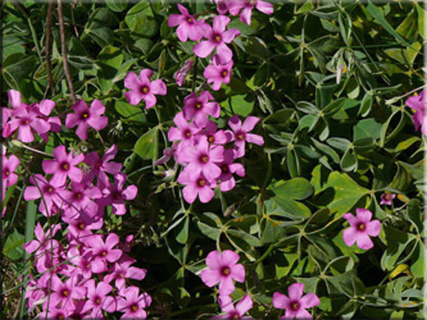 Кислица розовая или Клевер счастья (Oxalis rosea)