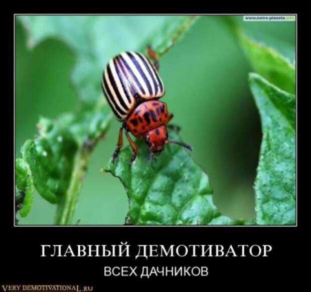 Демотиваторы смешные, с приколами к понедельнику то что надо!!!