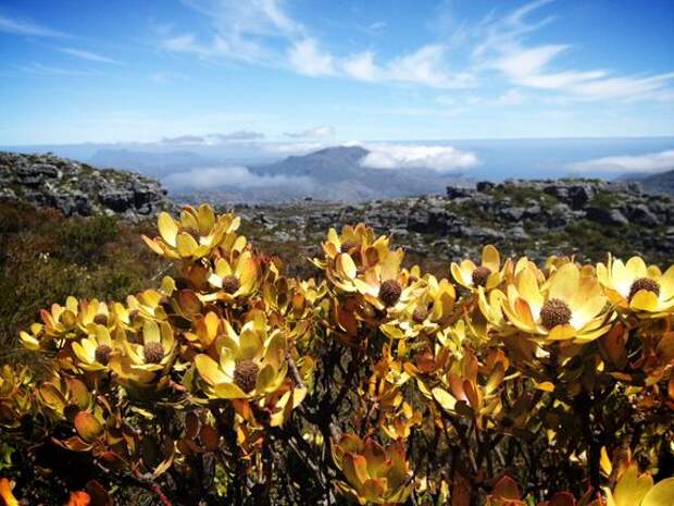 Table Mountain Flowers