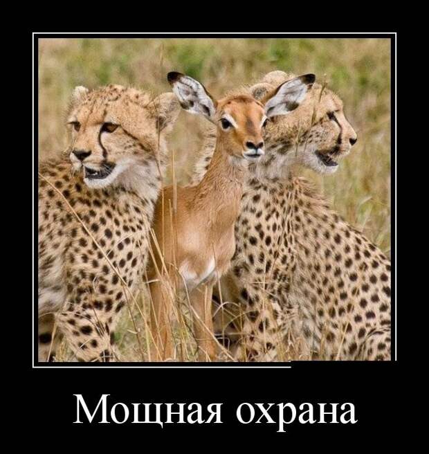 Демотиваторы  демотиваторы, прикол, смех, юмор