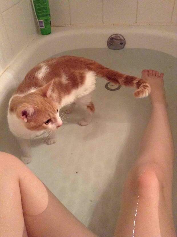 коты обожающие воду 