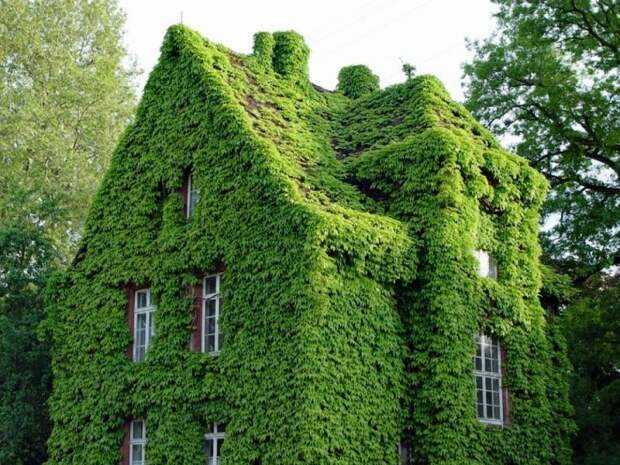 ivy07 Дома, утопающие в зелени