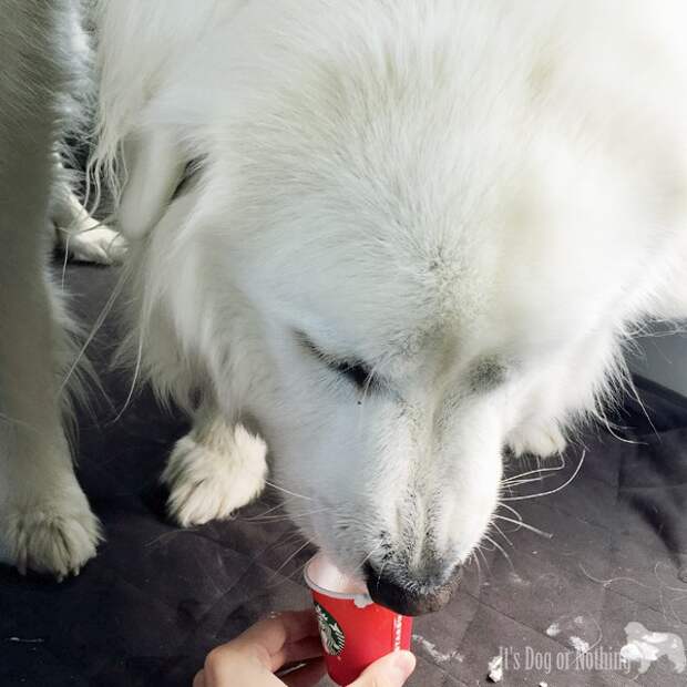 Great Pyrenees with Starbucks