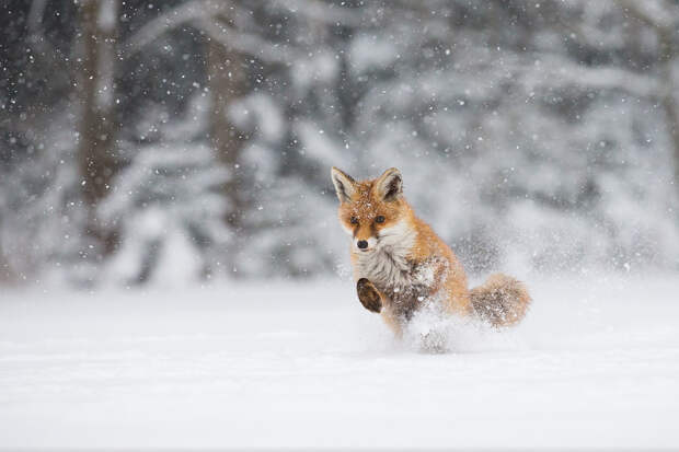 Лисы, снег... 11 фотографий о волшебстве зимы