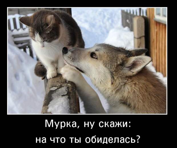 Подборка демотиваторов и просто смешных картинок девушки, демотиваторы, животные, коты, прикол, юмор