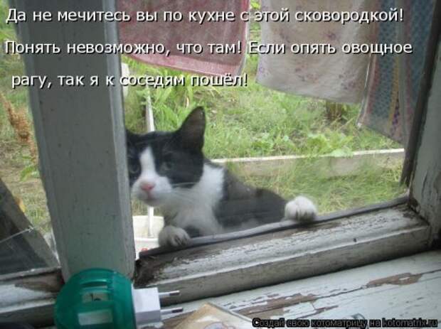 Новая котоматрица (38 фото)