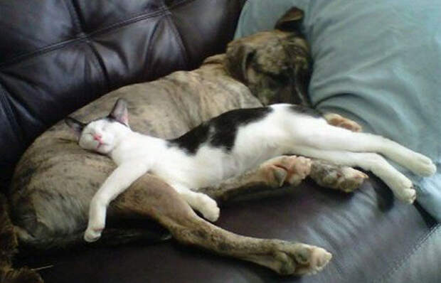 25-Gatos-aprovechandose-de-sus-amigos-peludos-13