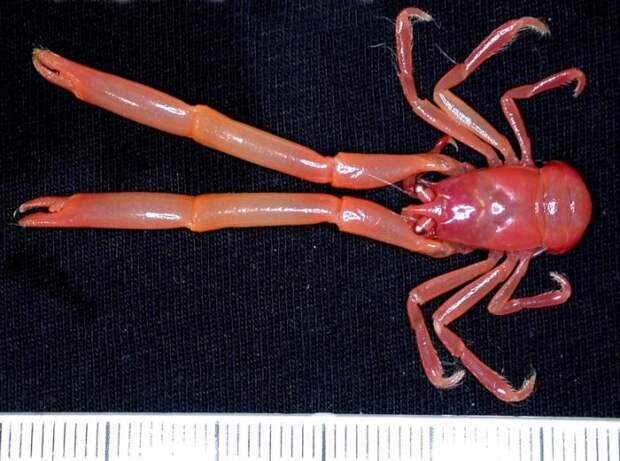 Более сотни неизвестных науке морских существ нашли у берегов Австралии (8 фото)