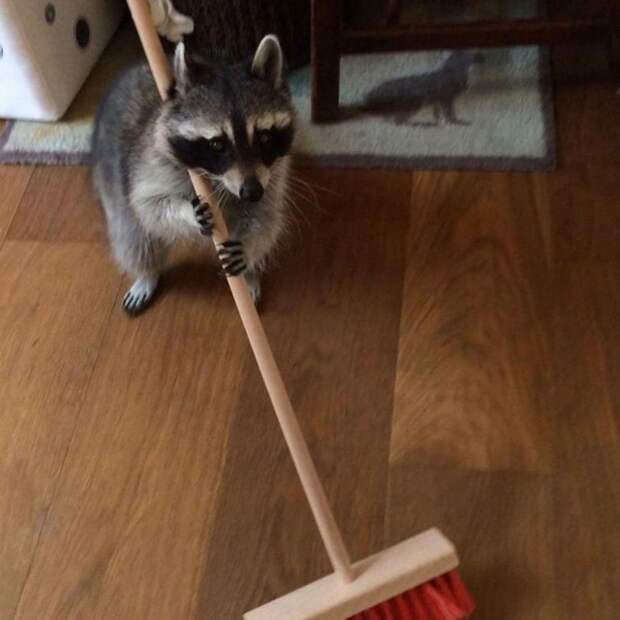 Melanie raccoon, енот Мелани, самый умный енот, енот на велосипеде