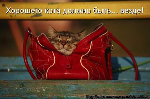 Свежая котоматрица на Бугаге (34 фото)