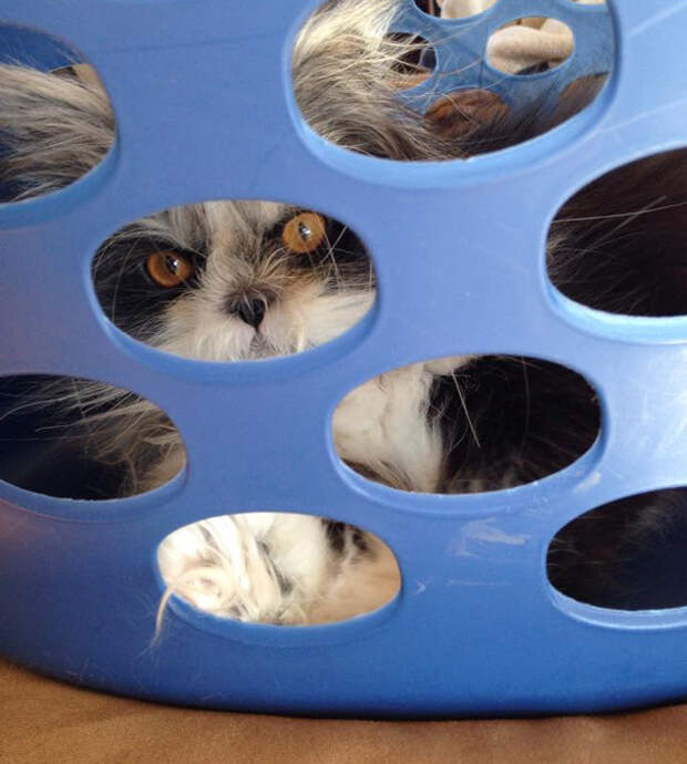 кот со страшным взглядом 