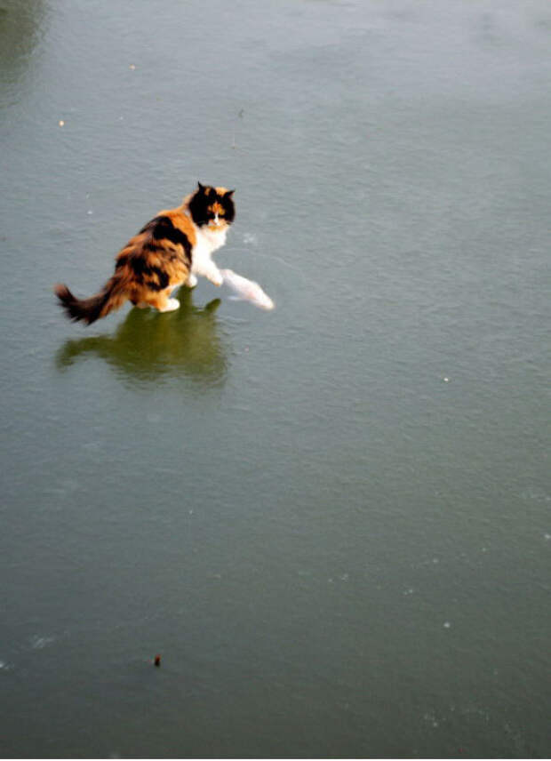 Коты устроили охоту на вмерзшую рыбу коты, лед, рыба