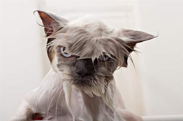 15 забавных фотографий мокрых кошек вода, кот, купание