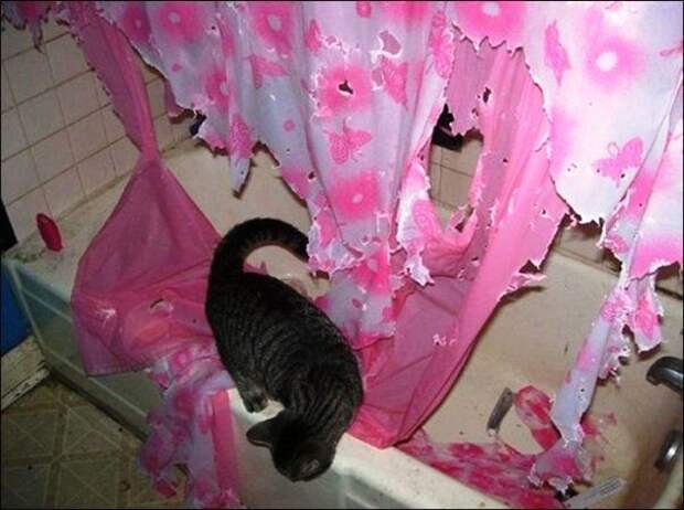 Котострофа коты, один дома