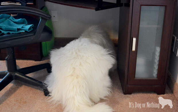 Mauja got really into the hunt - even crawling under my desk to find an egg.