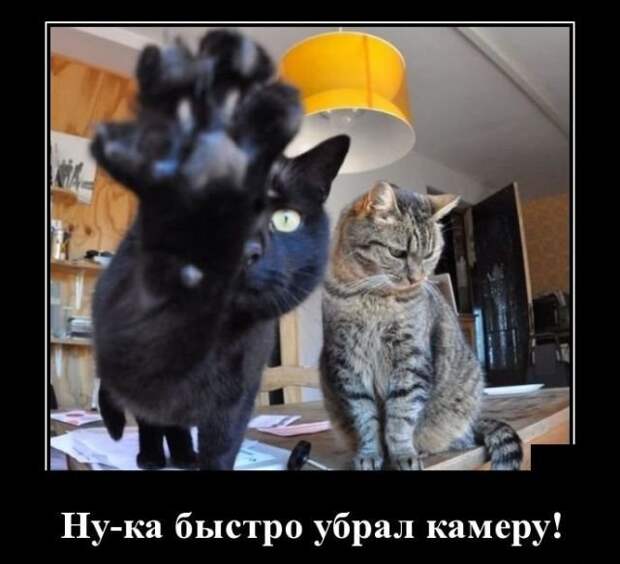 Ну-ка быстро убрал камеру демотиватор, демотиваторы, жизненно, картинки, подборка, прикол, смех, юмор
