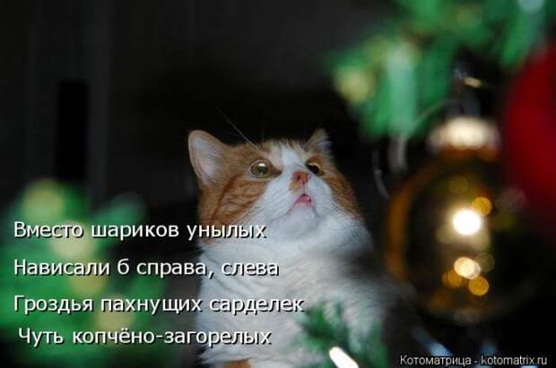 Лучшие котоматрицы недели (50 фото)