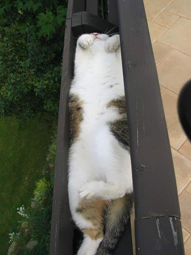 кошки в коробках 5