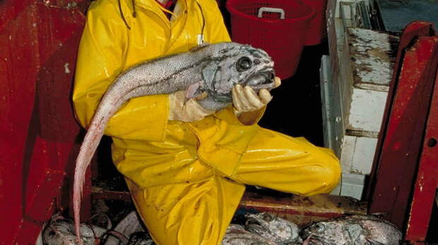2. Гигантский макрурус. глубоководные рыбы, монстры, рыбы