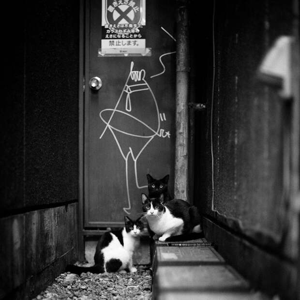 черно белые фотографии кошек (15)