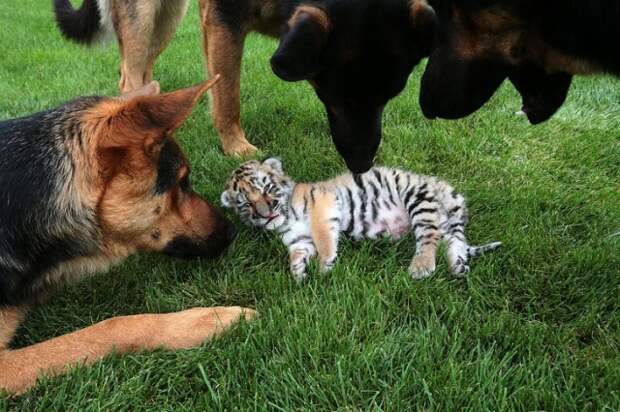 Тигренка, от которого отказалась мать, растят собаки животные, приемный, собаки, тигренок