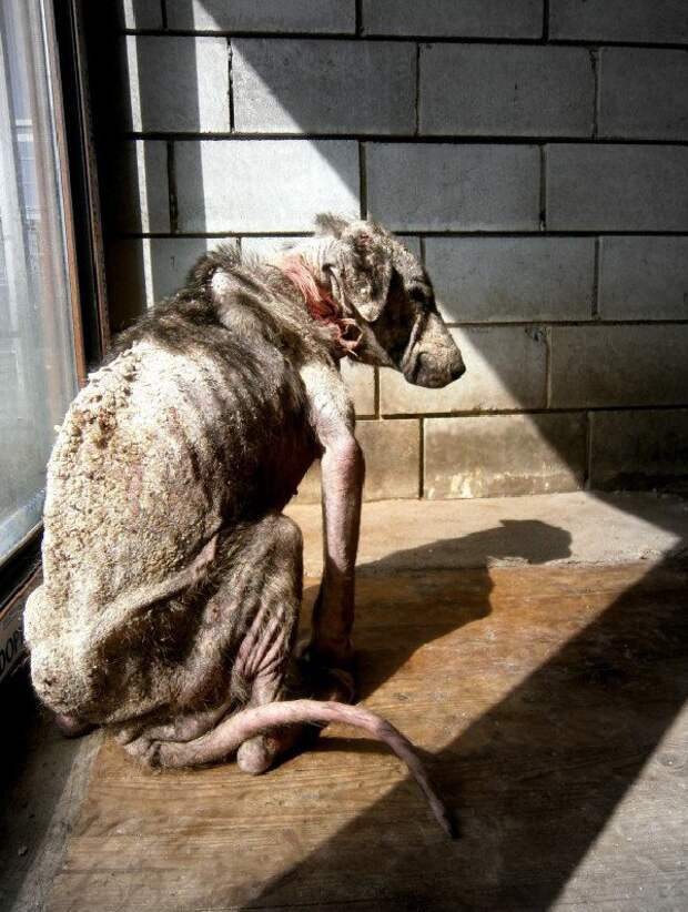 Эта страдающая собака хотела просто умереть... Она еще не знала, что остались добрые люди на Земле!