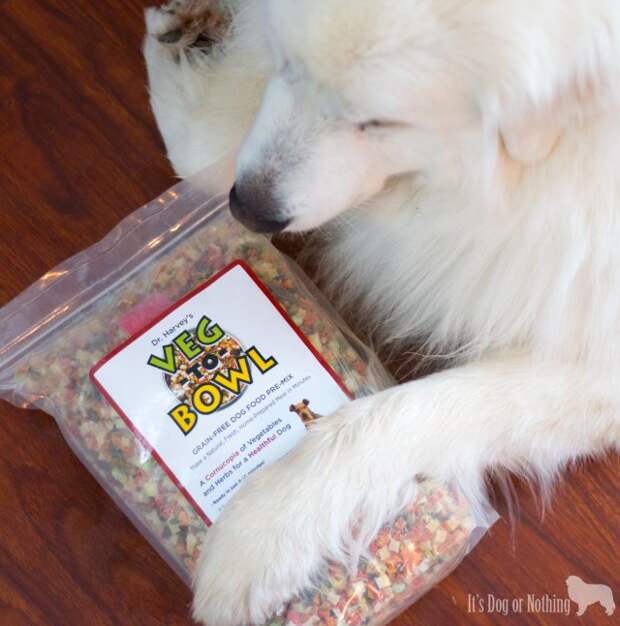 These Great Pyrenees are tackling allergies and tummy issues with Dr. Harvey's Veg-To-Bowl. Check back for weekly updates on their progress!