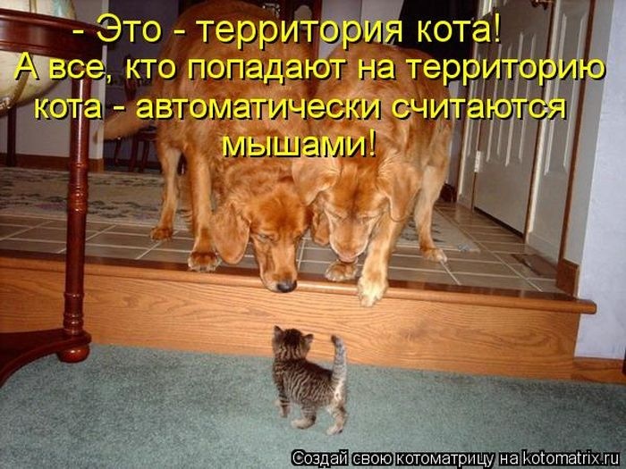 Прикольные и добрые котоматрицы на любой вкус и цвет(32 фото)
