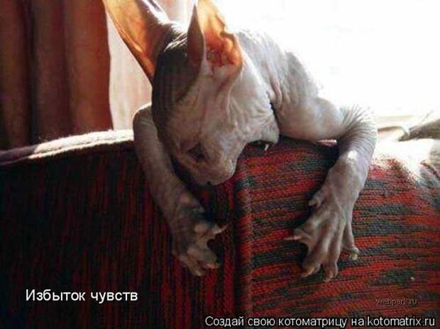 Котоматрицы :)