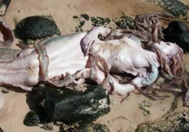 На берегу Средиземного моря нашли русалку, On the shores of the Mediterranean have found a mermaid